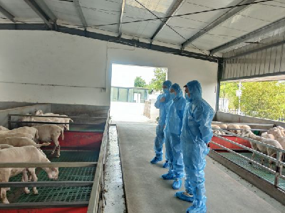 湖北夷陵丨净化+育种：“混元”驱动牧业振兴 ——阴阳相济 构建畜牧业高质量发展新范式