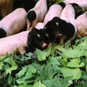“鄂通两头乌猪”新品种成功通过国家现场核验
