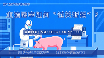 回播 | 生猪屠宰如何“过关斩将”？
