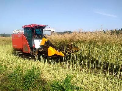 油菜收割正当时 机械化助力颗粒归仓