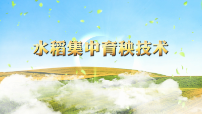 水稻集中育秧技术