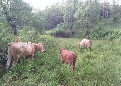 以大食物观助推畜牧业绿色转型升级