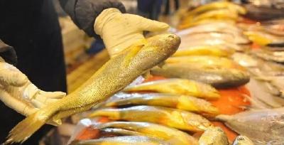 大黄鱼疾病防控技术指南发布