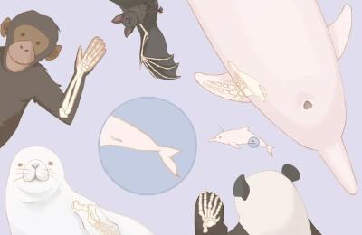 13张知识漫画带你了解中华白海豚丨国际生物多样性日