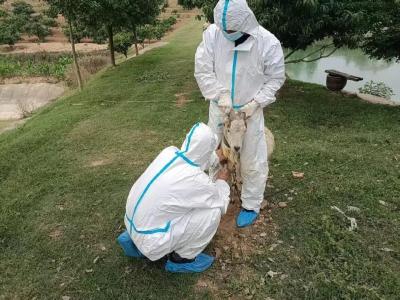 夷陵：筑牢防控屏障 护航乡村振兴
