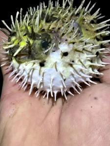 水产养殖种质资源开发利用优秀科普短视频推介之六：《 “大眼萌鱼” ——刺鲀》