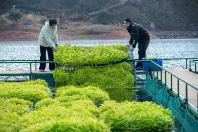 生物浮岛-生物膜联合技术指南请查收