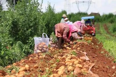 马铃薯错峰上市 机械化助农采收