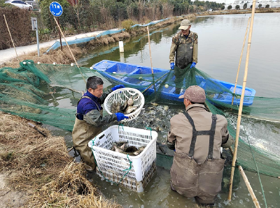 黄石阳新：陶港鳜鱼“游”进江苏水产市场