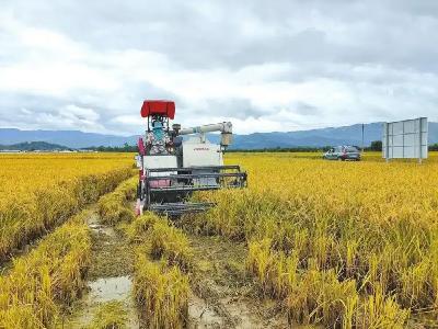 “云资粳”系列水稻全程机械化种植喜获高产