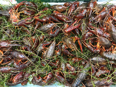 荆州监利：抢“鲜”上市！全国最大小龙虾产出县产销两旺