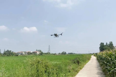 “空中农夫”施肥 “智慧大脑”防虫 精准管护2万亩稻田