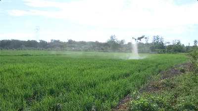 黄陂：科技赋能水稻夏管 筑牢秋粮丰收根基