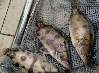 厦门发布加快推进海洋经济高质量发展若干措施