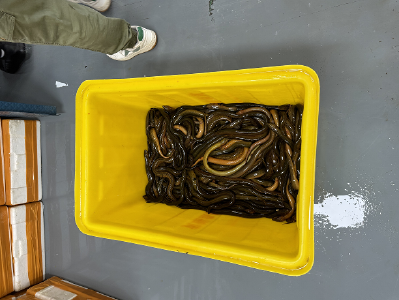 “仙鳝链”入驻百余家关联企业 仙桃800多养殖户家门口拿订单