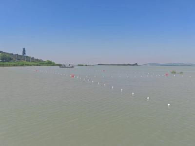 江苏太湖：护渔 “筑巢” 既是 “产床” 更是 “防护网”
