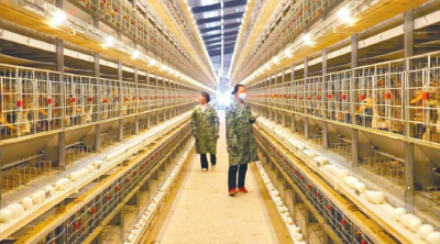 荆门：10万只水鸭住进“公寓”成“舍友”