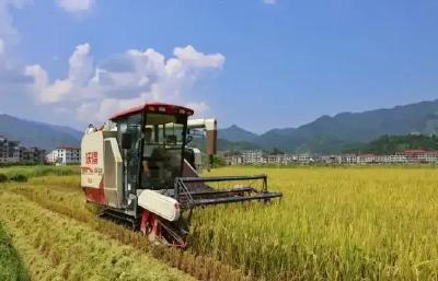 早稻开镰收割 全程机械化助力“双抢”