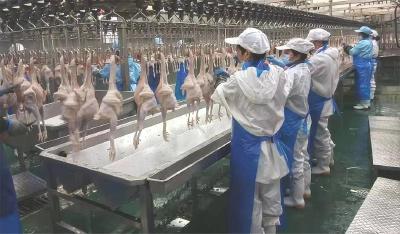 咸宁：一罐鸡汤“煨”出13亿元大产业
