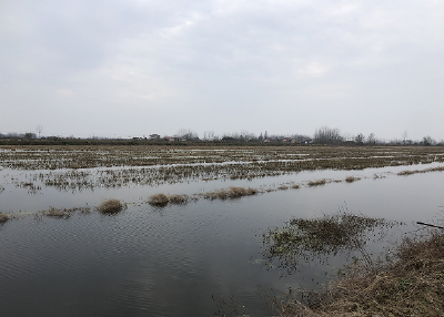 省农业发展中心关于印发大宗淡水鱼越冬综合症防治技术指南的通知