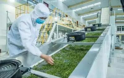 农业农村部：支持科研院所开展茶制品智能化加工