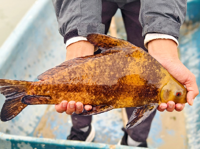 黄石阳新：“美人鱼”真能成“精”？