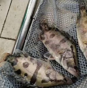 2025年8月全国水产养殖病害预测预报