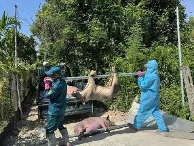 2025版《规模化食草动物主要疫病净化现场审查评分表》变化说明 