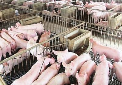 武穴：做实营商服务“软硬功” 跑出生猪产业转型“加速度” 