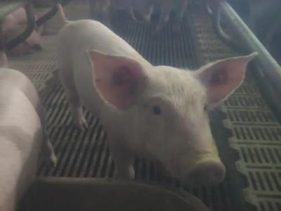 牛羊猪禽常见物理绑定方法方便作疾病检查和采样