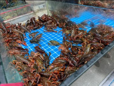 荆门：聚力“六抓” 助推小龙虾产业高质量发展