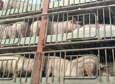 农业农村部抓好生猪产能综合调控 行业积极调减产能