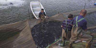 浠水增殖放流265万尾鱼苗 科学修复策湖水域生态