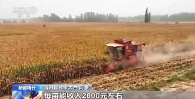 秋日好“丰”景 科技赋能+政策扶持让农户增产增效