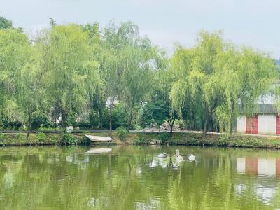 江陵秦市乡：旱鸭子闯出新路子
