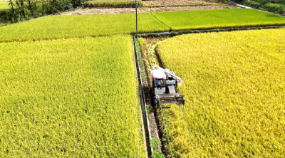 夷陵13.66万亩水稻迎丰收 机械化收割助力颗粒归仓