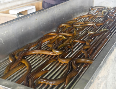 从“后进村”到“中国养鳝第一村”，仙桃先锋村的逆袭之路