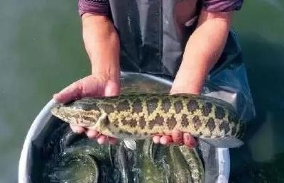 全国农渔循环种养高质量发展推进会典型发言 | 全国水产技术推广总站 中国水产学会