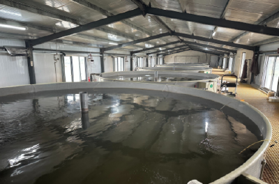 本地鱼苗供应从一个月延长至五个月，武汉鳜鱼养殖不再依赖外省苗