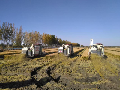 盘锦稻田上演“机收争霸赛”