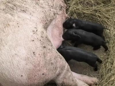 成功获得首批体细胞克隆白洗猪，贵州地方猪种群保护实现技术突破
