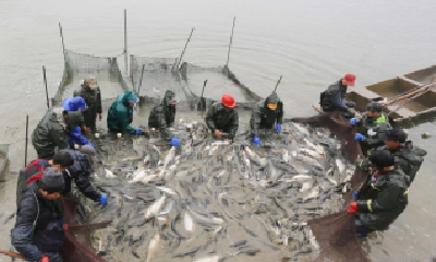 1—9月水产品产量同比增长4.51%