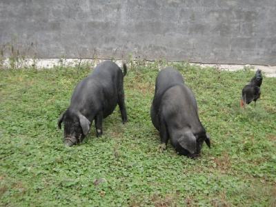 咸丰：激活特色养殖新动能 打造恩施“黑猪第一村”