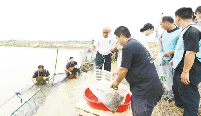 嘉鱼：龙头企业引领 罗氏沼虾田每亩增收3000元