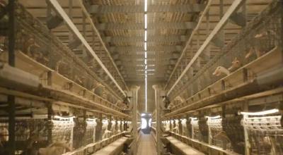 畜牧业绿色低碳转型如何“转”？湖北举办的这场观摩会干货满满