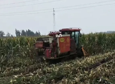抢收抢烘！山东秋粮收获已过半！