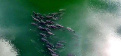 鹤峰野生“胖头鱼”组团出游