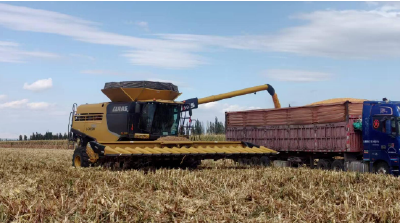 玉米高产纪录被打破！