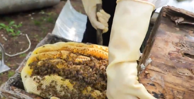 巴东：“蜂”生水起！密林养蜂“酿”出致富路