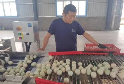 宜城红心咸鸭蛋生产线大公开：每一秒都在 “腌制惊喜”